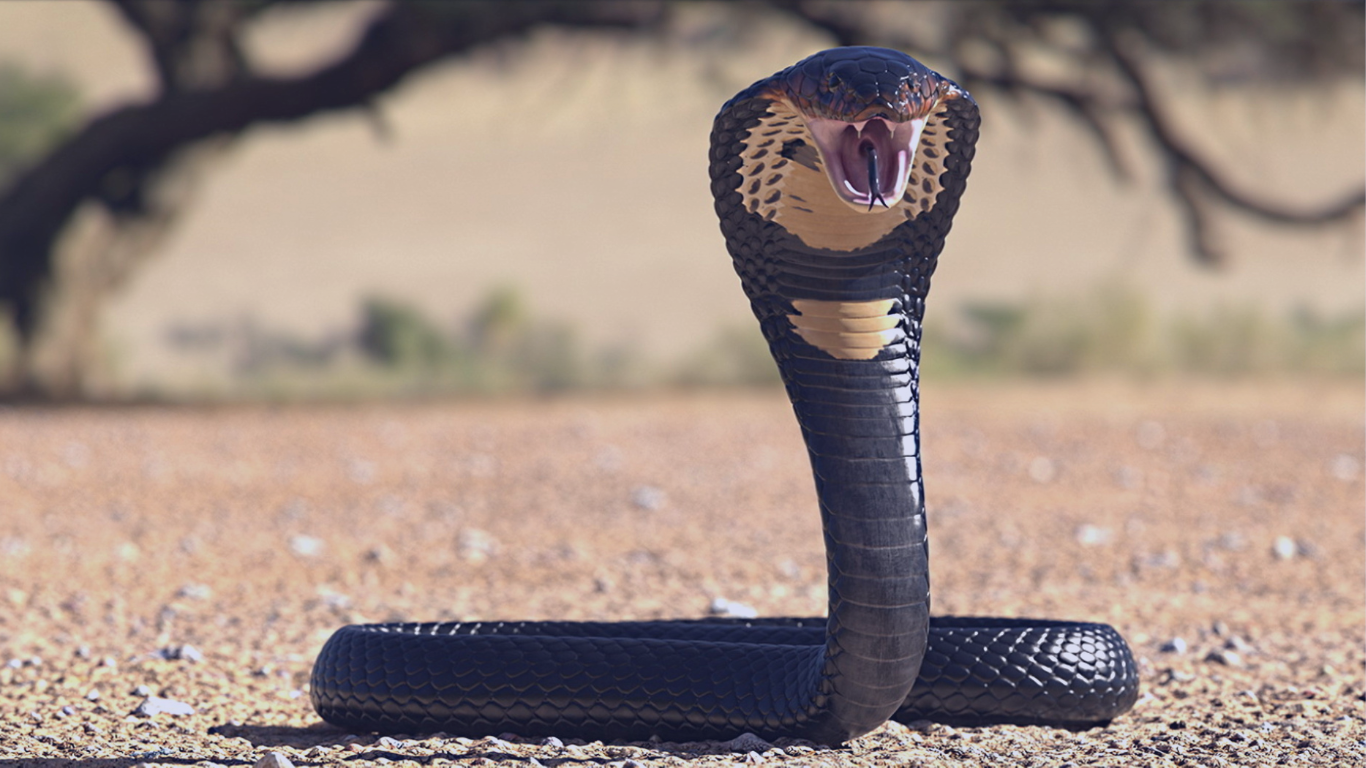 Qual O Milhar Da Cobra Que Mais Sai No Jogo Do Bicho