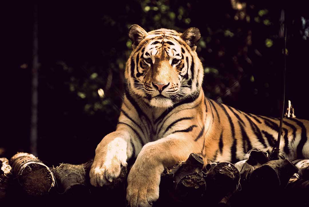 Um tigre em repouso na selva. história do jogo do bicho