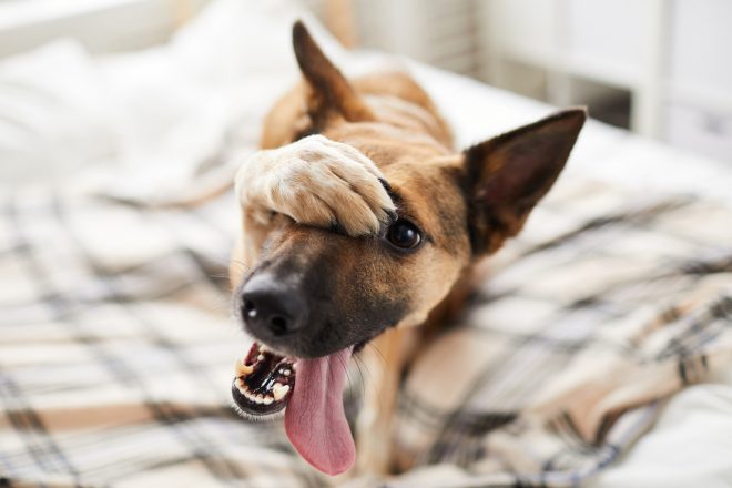 Como ganhar no jogo do bicho: Retrato de cachorro envergonhado, escondendo o rosto com a pata e olhando para a câmera.