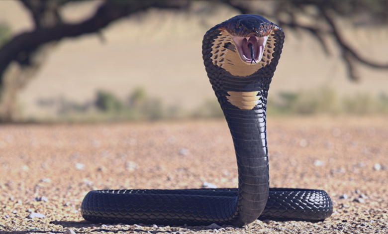 Milhar da cobra que mais sai. Cobra pronta para atacar.