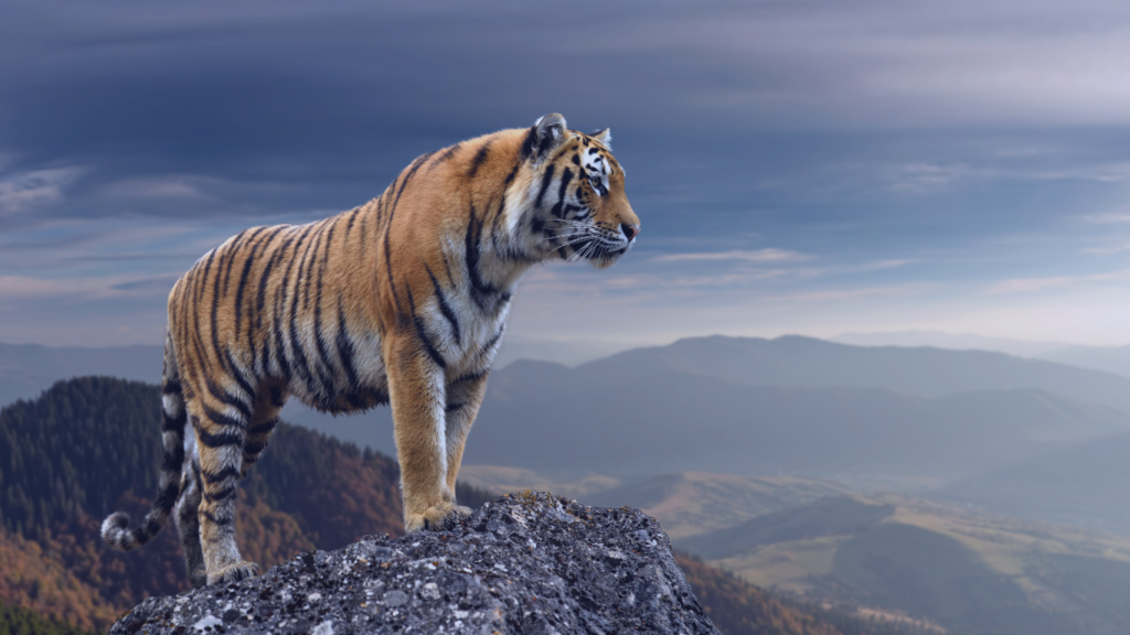 Sonhar com tigre atacando. Foto do tigre em uma montanha.