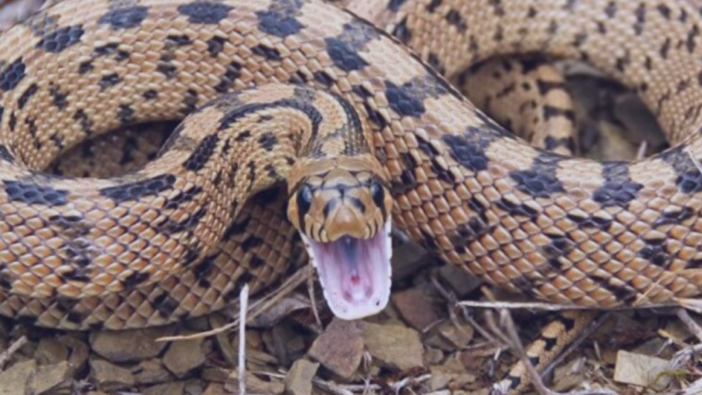 Sonhar com Cobra Azul: dá o quê no Jogo do Bicho? Palpites de Números da  Sorte, Animal, Grupos, Dezena, Centena e Milhar para Apostar e Significado  do Sonho!