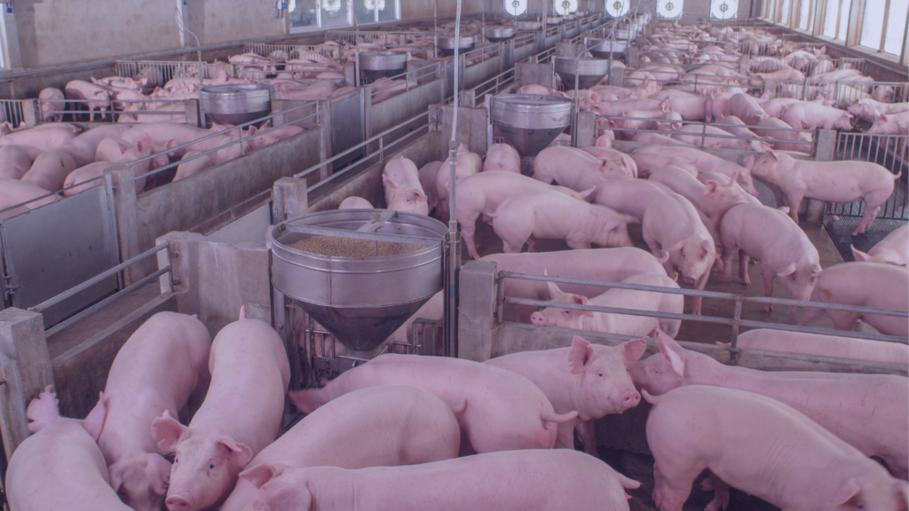 Sonhar com muitos porcos. Fazenda de criação de suínos.