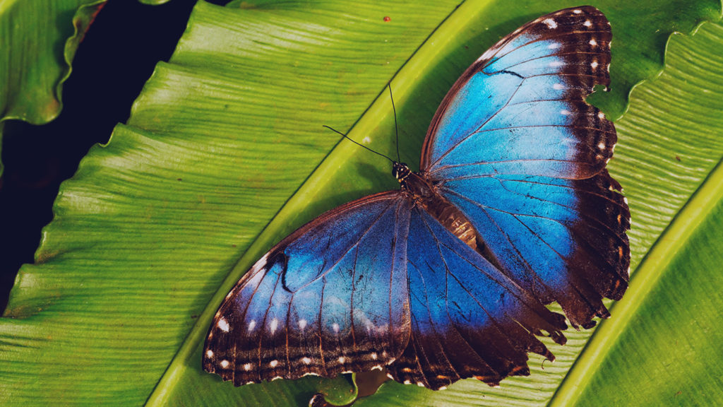 milhar-da-borboleta-que-mais-sai-borboleta-azul-e-preta-em-uma-folha-verde
