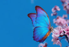 milhar-da-borboleta-que-mais-sai-borboleta-azul-em-flor-de-cerejeira