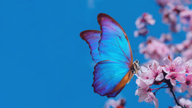 milhar-da-borboleta-que-mais-sai-borboleta-azul-em-flor-de-cerejeira