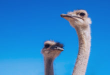 milhar-do-avestruz-foto-de-dois-avestruzes