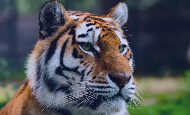 milhar-do-tigre-que-mais-sai-foto-aproximada-do-rosto-de-um-tigre-siberiano