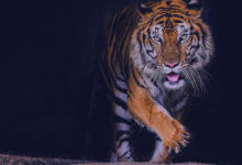 milhar-do-tigre-que-mais-sai-foto-de-um-tigra-de-bengala-saindo-de-uma-caverna