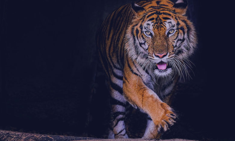 milhar-do-tigre-que-mais-sai-foto-de-um-tigra-de-bengala-saindo-de-uma-caverna