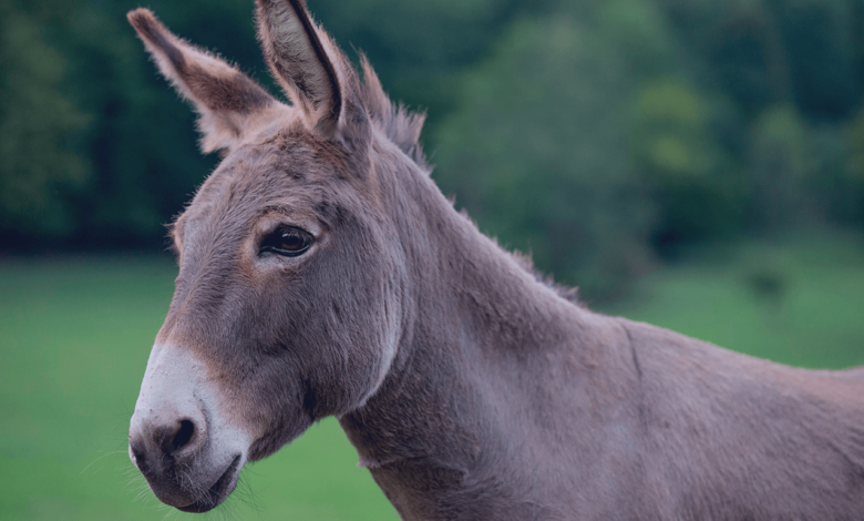 Milhar do burro que mais sai:burro cinza sobre fundo verde, orelhas grandes, fotografia da natureza, foto animal, fundo verde