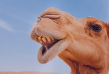 Milhar do camelo que mais sai: camelo no deserto de Israel