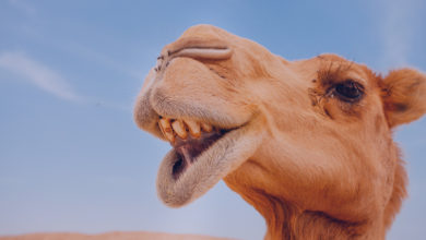 Milhar do camelo que mais sai: camelo no deserto de Israel
