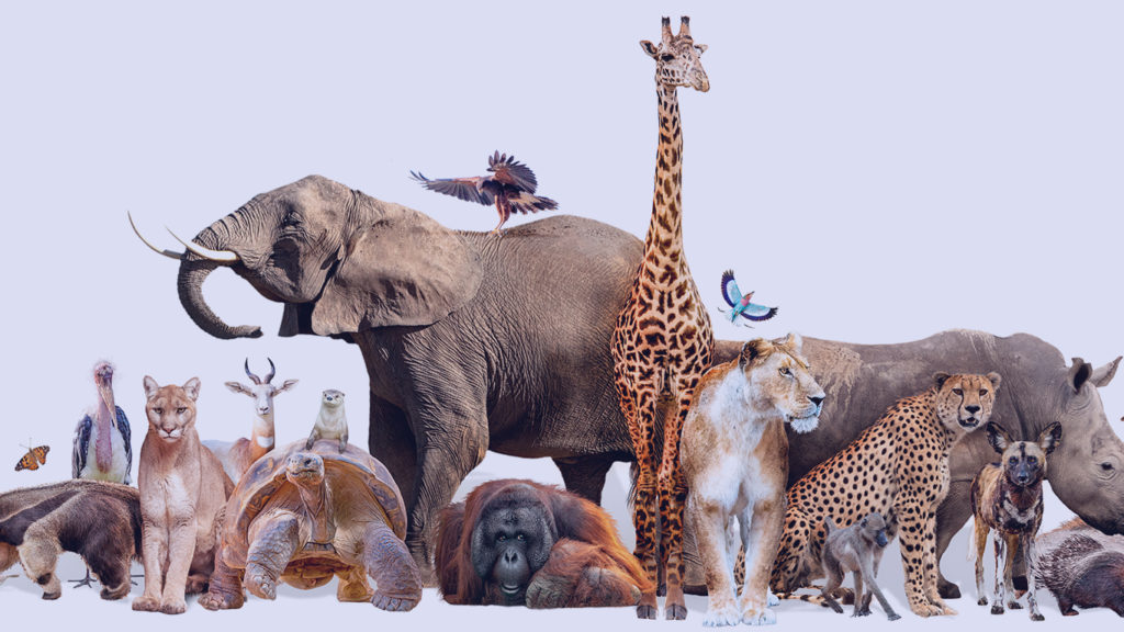 retrato com varios animais de zoologico