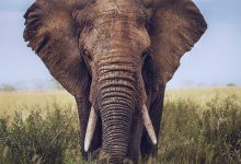 Milhar do elefante que mais sai: retrato de um elefante na selva