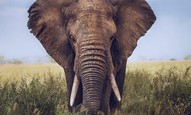 Milhar do elefante que mais sai: retrato de um elefante na selva