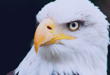 Milhar da águia que mais sai: retrato de uma aguia