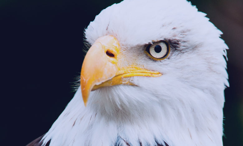 Milhar da águia que mais sai: retrato de uma aguia